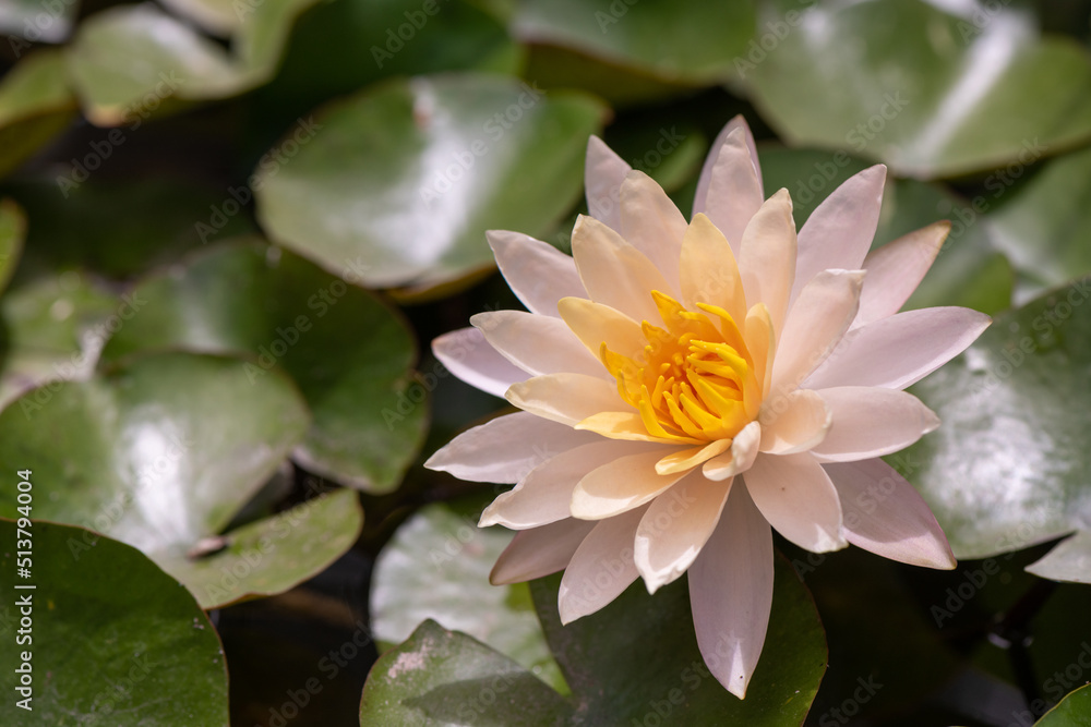 A Coral colored Nymphea (water lily) with green leaves in the background