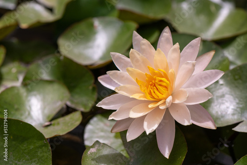 A Coral colored Nymphea  water lily  with green leaves in the background