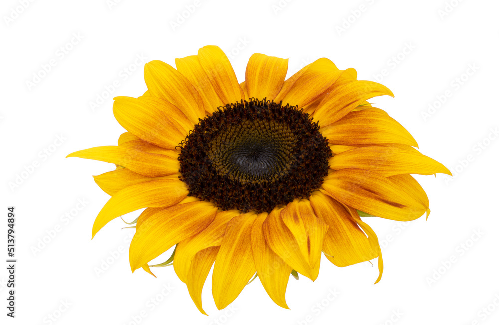 Obraz premium sunflower flower isolated