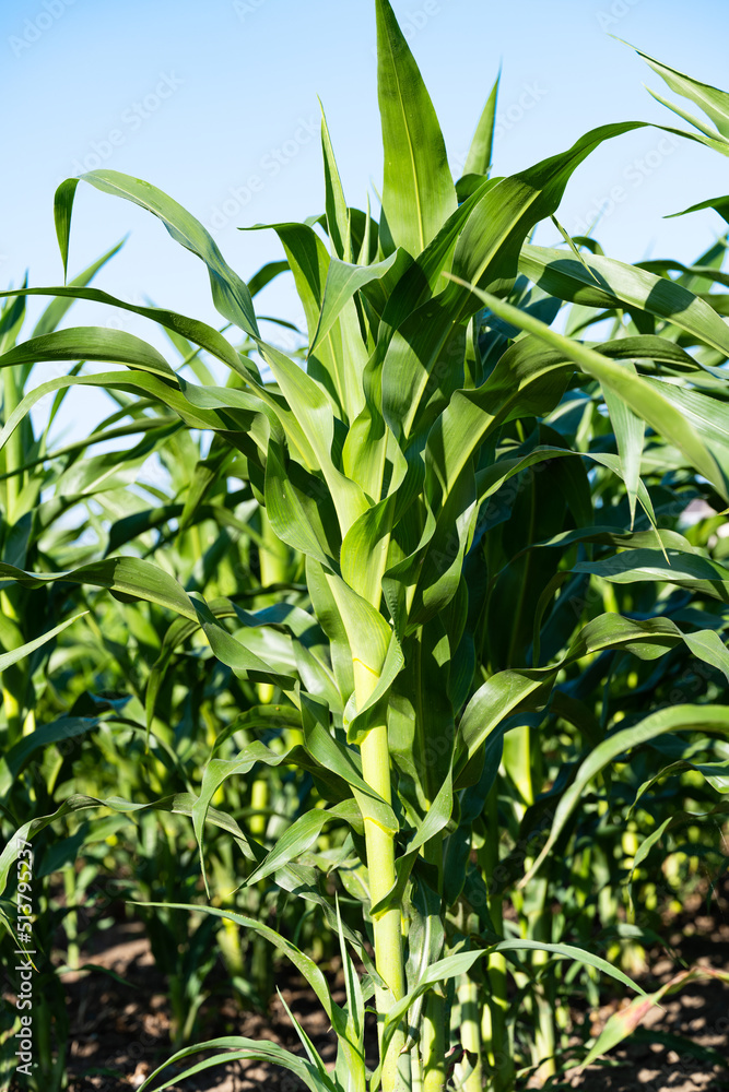 corn growing on the field in summer corn growing on the field in summer