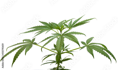 cannabis leaves isolated
