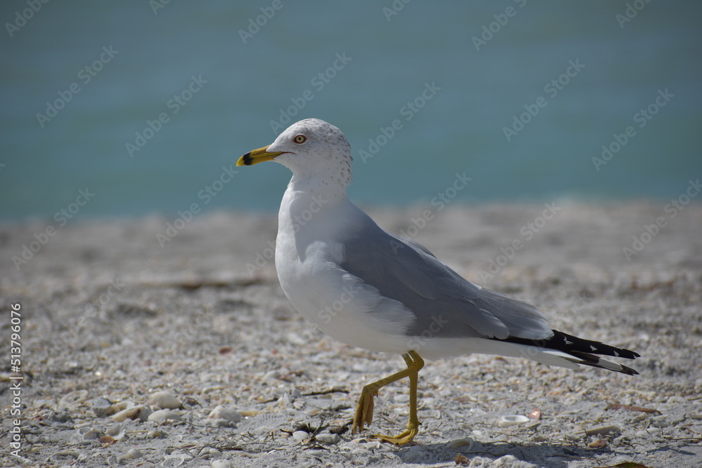 Obraz premium seagull on the beach