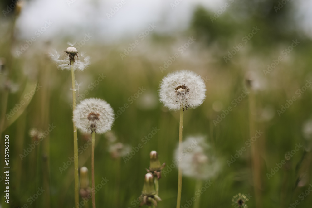 Ripe dandelions in summer in the field. Dandelion flowers blossom. Summer natural background. Ripe dandelions in summer in the field. Dandelion flowers blossom. Summer natural background.