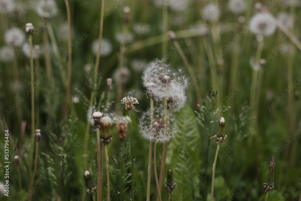 Ripe dandelions in summer in the field. Dandelion flowers blossom. Summer natural background. Ripe dandelions in summer in the field. Dandelion flowers blossom. Summer natural background.