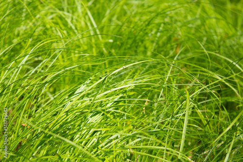 Summer green grass. Sunny day.