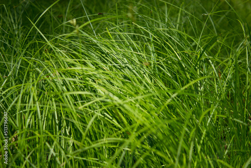 Summer green grass. Sunny day.