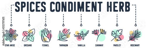 spices condiment herb banner web icon. star anise, oregano, fennel, tarragon, vanilla, caraway, parsley, rosemary vector illustration concept.