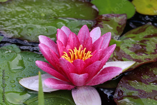 A beautiful water lily flower that hovers over the water © leomalsam