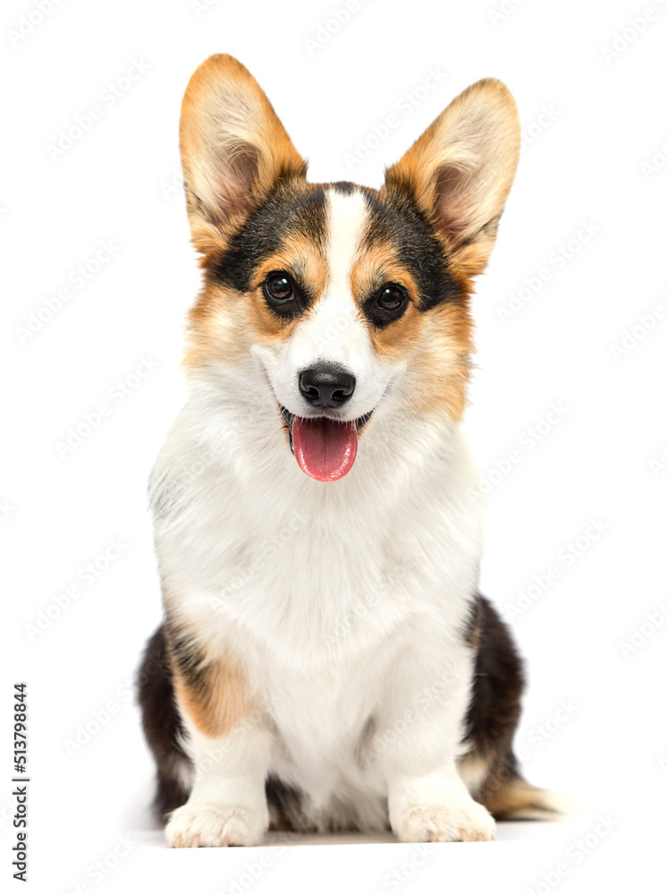 corgi dog with tongue isolated on white background