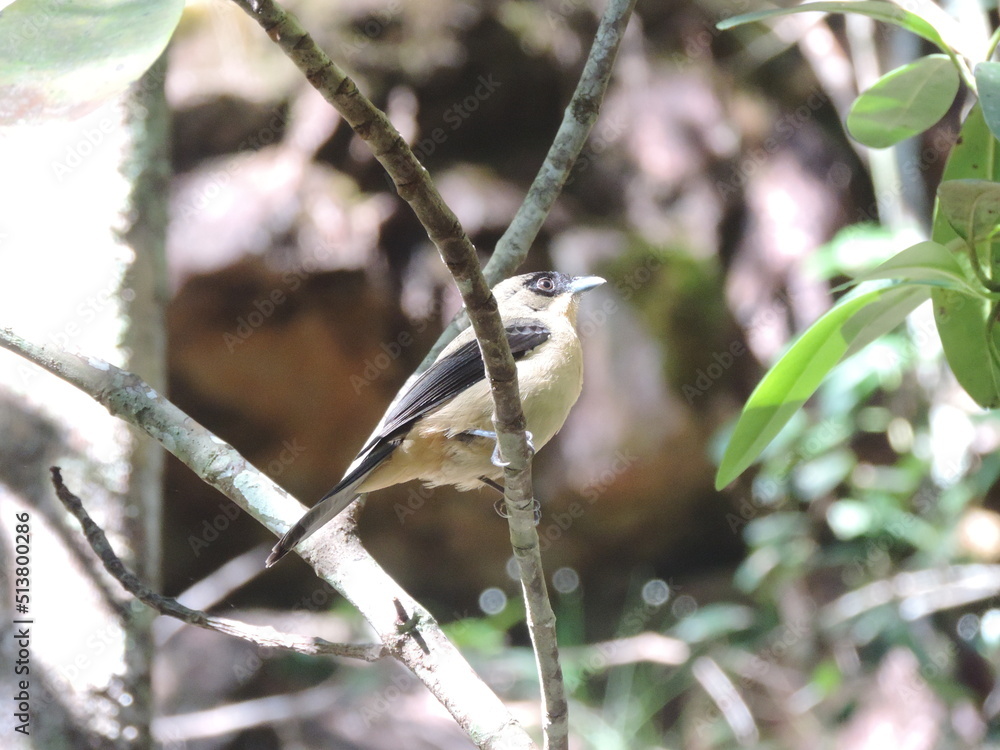 Fotka „espécies de bico curto com a ponta encurvada. Muscicapídeos e