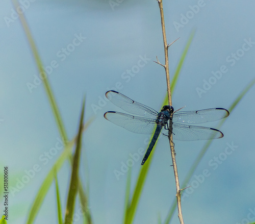 dragonfly on a green grass