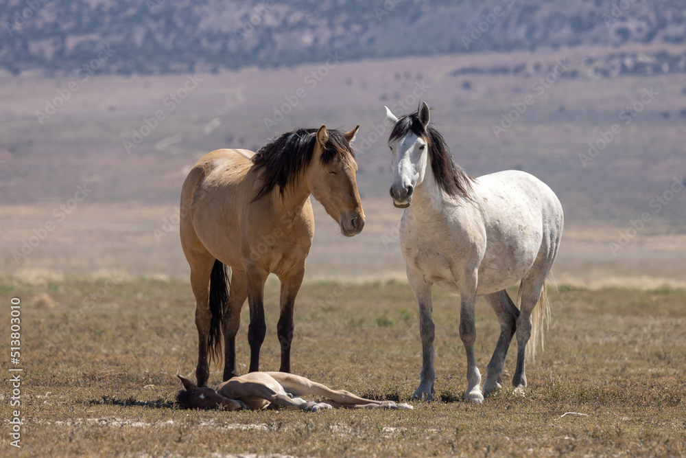Wild Horses in Springtime in the Utah Desert Wild Horses in Springtime in the Utah Desert