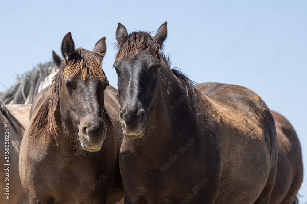Wild Horses in Springtime in the Utah Desert Wild Horses in Springtime in the Utah Desert