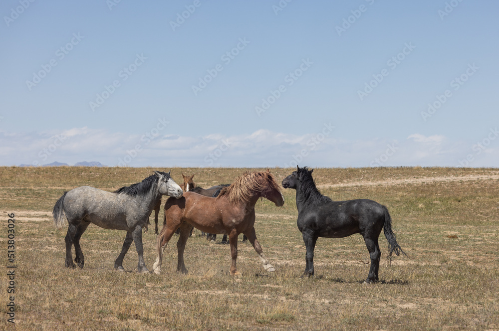 Wild Horses in Springtime in the Utah Desert Wild Horses in Springtime in the Utah Desert