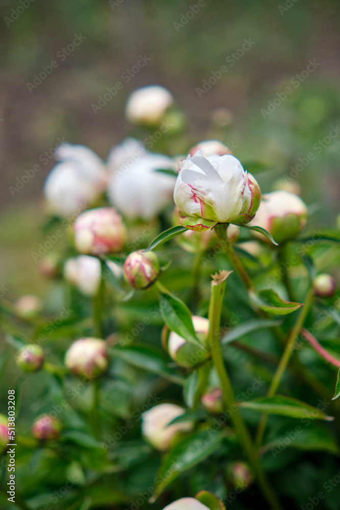 White peonies in the garden White peonies in the garden