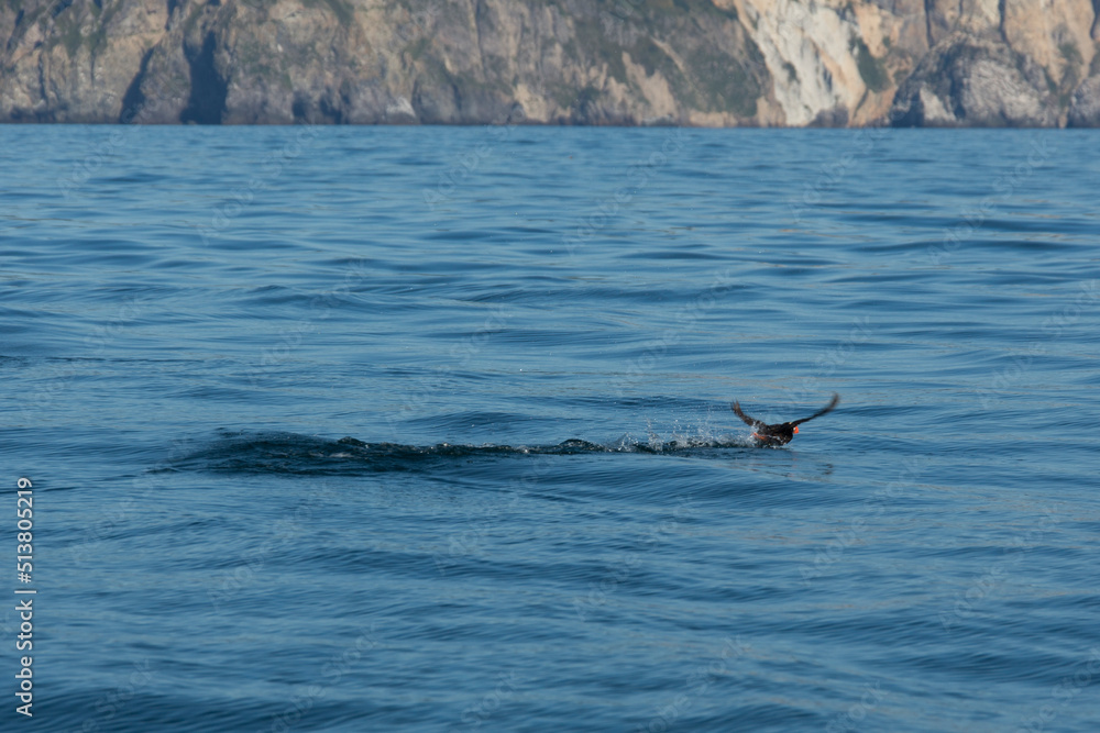 Fototapeta premium Wasservogel bei der Landung