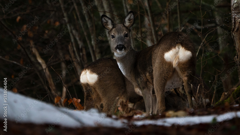 Naklejka premium Reh im Wald