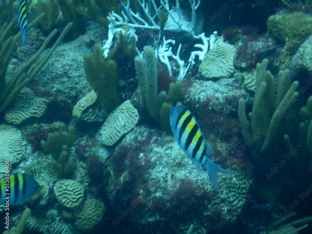 Naklejka premium Undersea