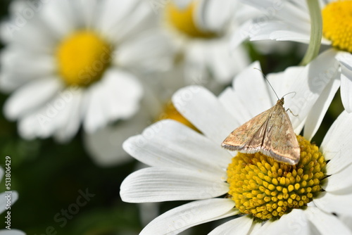 The butterfly of the meadow moth Loxostege sticticalis on a daisy in summer photo