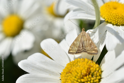 The butterfly of the meadow moth Loxostege sticticalis on a daisy in summer photo