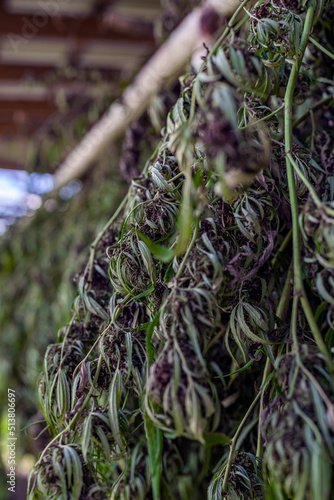 Hemp harvesting