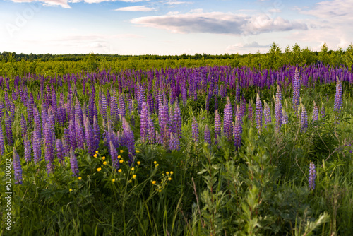 lupins field in the area