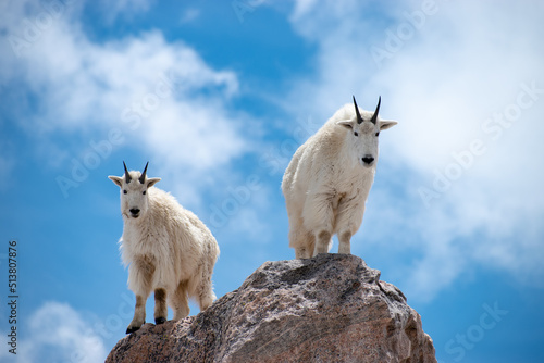 Canvas-taulu Mountain Goats on Top of the World