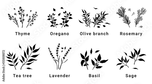 Herbs minimalistic botanical elements for design of cosmetics or spices