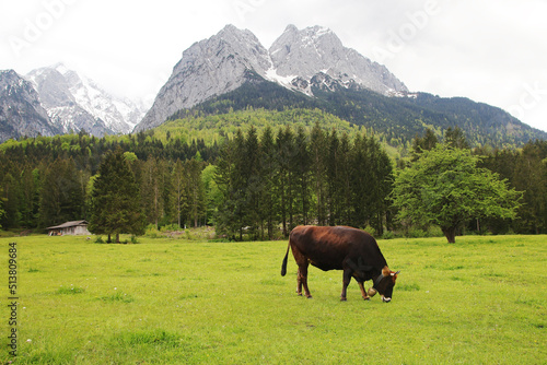 Cows in Zugspitze valley, Garmisch-Partenkirchen, Germany