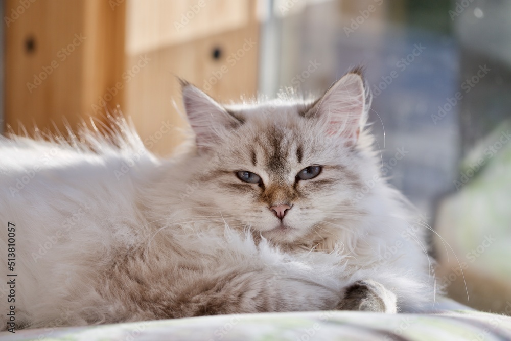 Beautiful young Neva masquerade Siberian kitten with blue eyes Beautiful young Neva masquerade Siberian kitten with blue eyes