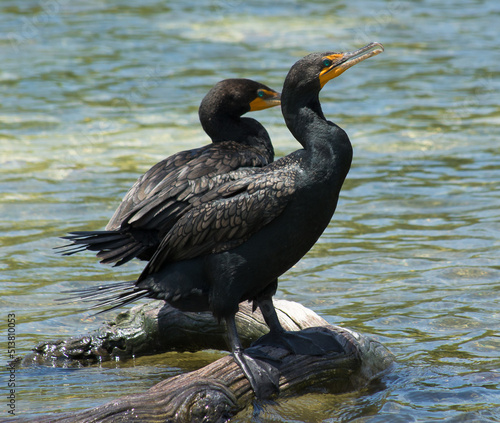 Two black Cormorant birds with yellow beak standing on a rock surrounded by water on a bright sunny morning in sian Kaan national park near Tulum