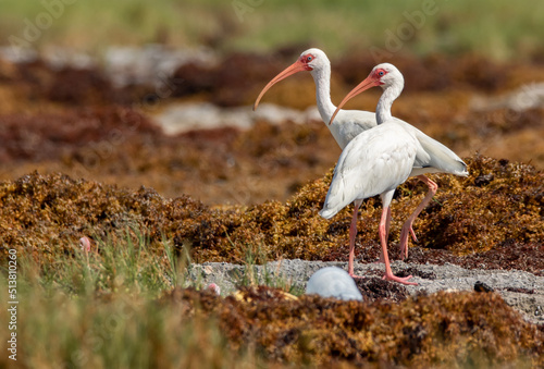 Two white ibis standing on a rocky beach surrounded by. sargassum seaweed on a bright sunny day in sian Kaan national park near Tulum  photo