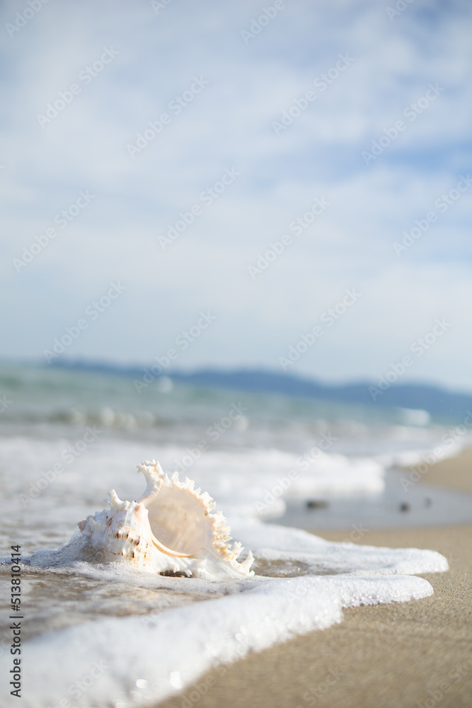 砂浜と貝がら 砂浜と貝がら