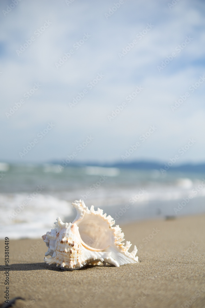 砂浜と貝がら 砂浜と貝がら