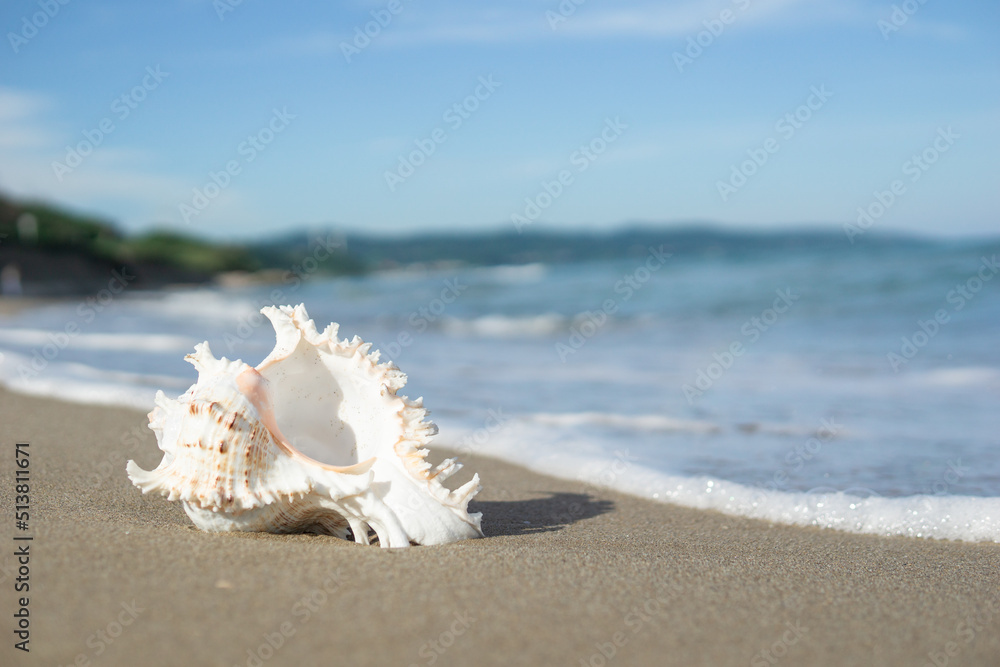 波打ち際と貝殻