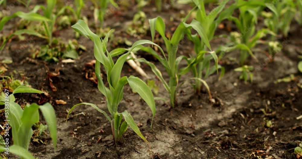 Young corn plants on corn field on wind, growing corn in an agricultural field Young corn plants on corn field on wind, growing corn in an agricultural field