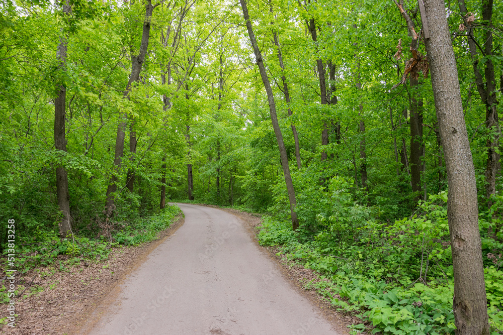 Fototapeta premium Asphalt road in the green forest