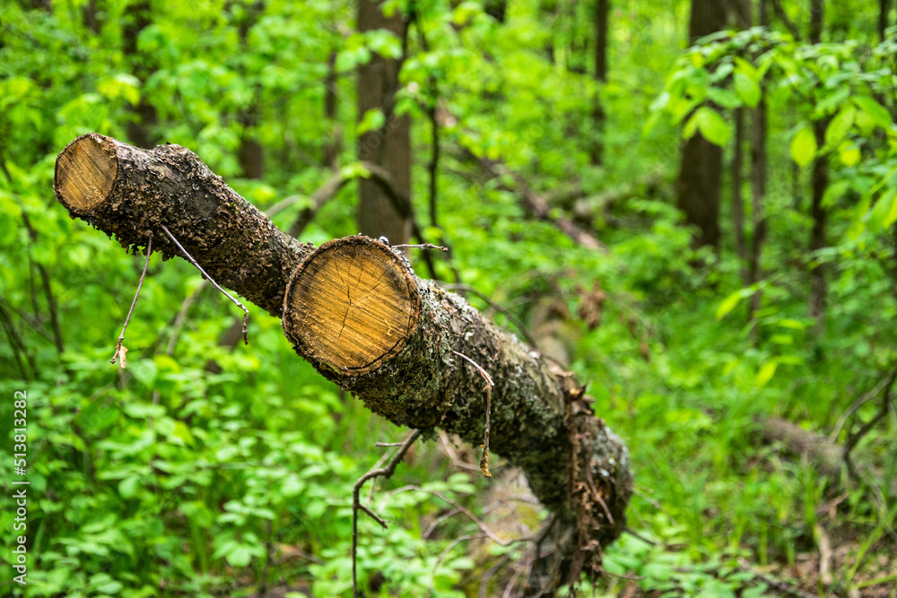 Fototapeta premium Intricately sawn tree trunk