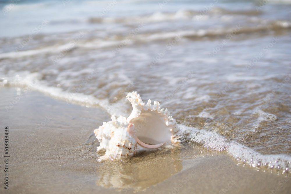 波打ち際と貝殻