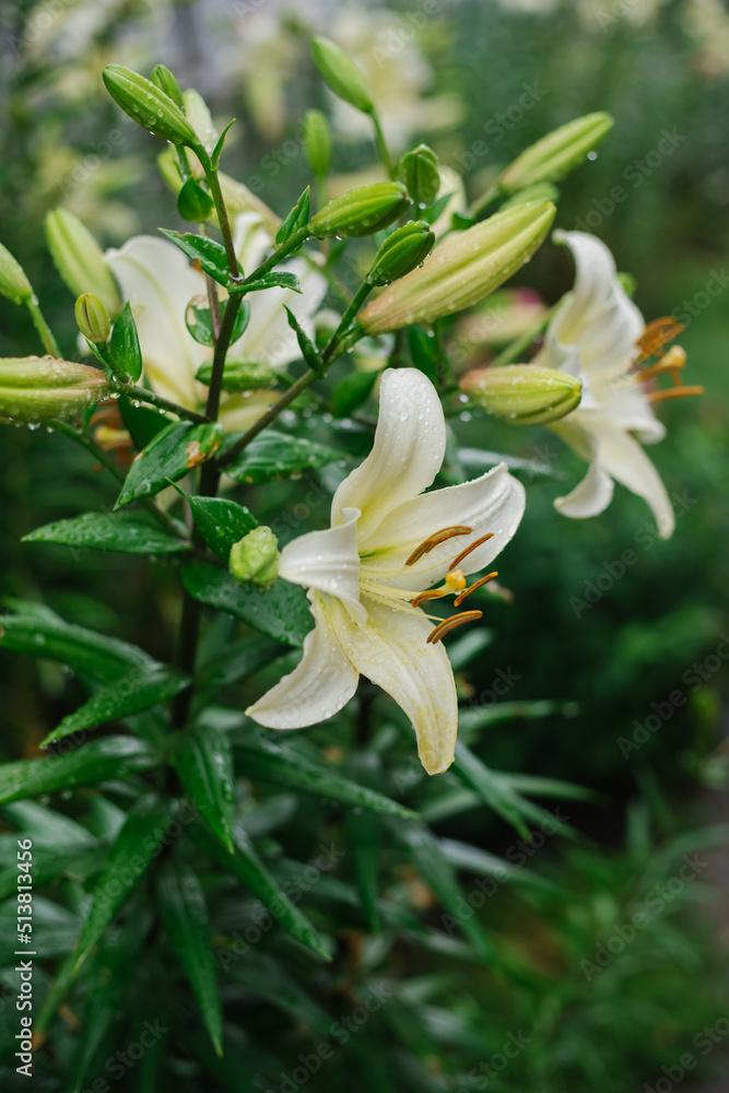 Close-up of a yellow lily flower. Hemerocallis is also called Lemon Lily, Yellow Daylily, Hemerocallis flava.Natural background. A flower in the garden after the rain. Close-up of a yellow lily flower. Hemerocallis is also called Lemon Lily, Yellow Daylily, Hemerocallis flava.Natural background. A flower in the garden after the rain.