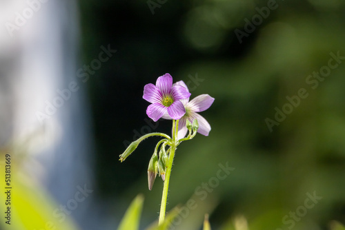 Purple flowers of the Oxalis latifolia plant or garden pink-coral or broadleaf woodsorrel. Tropical flowers in a Brazilian park on a background of green foliage. Small delicate flowers