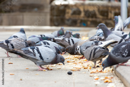 A flock of pigeons eating bread in the street.