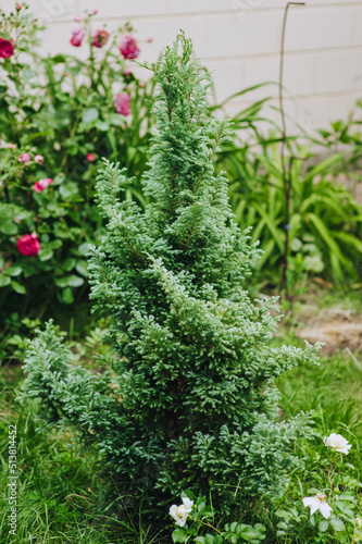 Tree, green bush Juniper Chamaecyparis pisifera Boulevard close-up. Photography of nature.