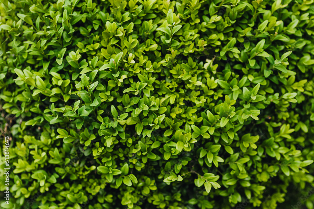 Background, texture of green leaves of evergreen boxwood. Photography of nature.