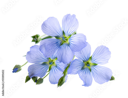 Flax flowers isolated on white background. Blue common flax, linseed or linum usitatissimum.