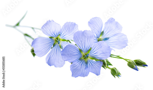 Flax flowers isolated on white background. Blue common flax, linseed or linum usitatissimum. © vandycandy
