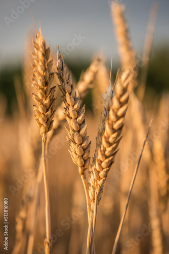 Еars of wheat on the field