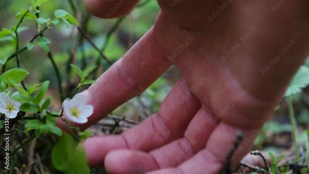 Close-up of a small flower growing in the forest. A hand twists a flower growing in the forest in summer. Close-up of a small flower growing in the forest. A hand twists a flower growing in the forest in summer.