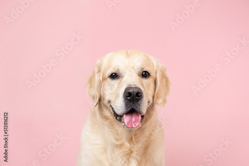 Portrait of a happy dog looking straight at the camera. Golden Retriever sitting on pink background with space for text. Postcard with a pet