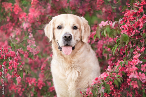 Golden Retriever posing outside in spring on flowering trees. A gentle photo of a dog sitting among pink blooming apple trees. Postcard or invitations with the pet.